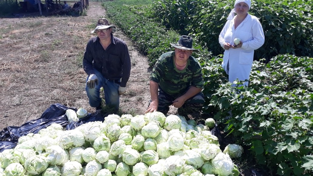 В учебно-опытном хозяйстве АГУ начался сбор урожая