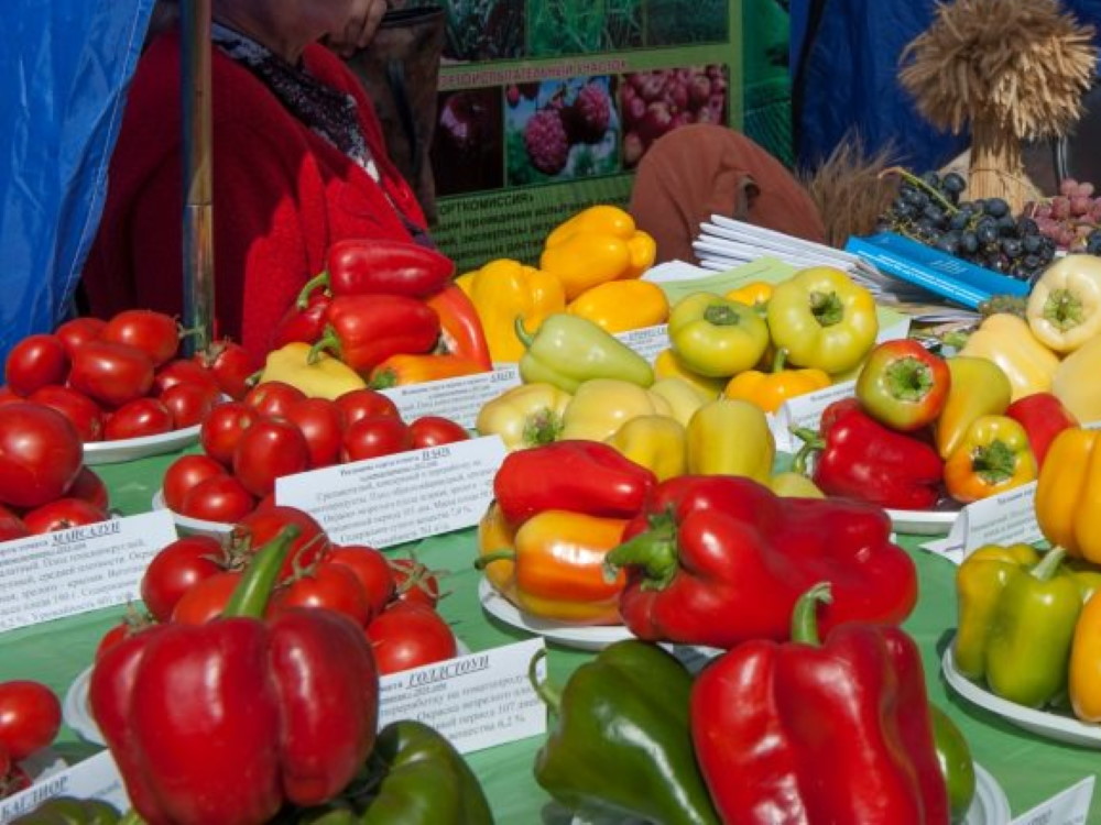 «Сильные идеи для нового времени»: АГУ представляет агроробота для сбора томатов