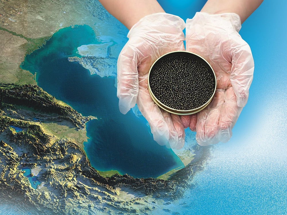 ASU Publishing House Issues Black Caviar Counterfeit Monograph