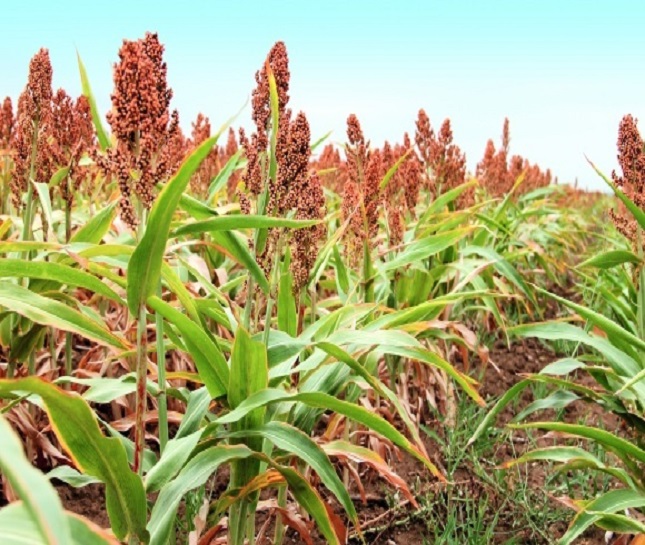 Выращивание и переработка сорго всех видов – зерновое, сахарное, травянистое, веничное